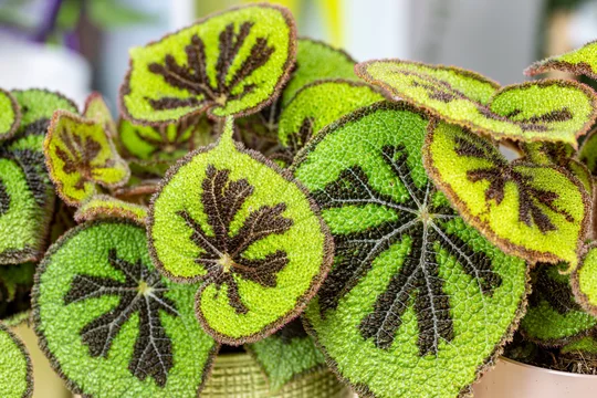 Stockfoto Begonia masoniana, also known as the iron cross begonia. This plant is native to southern China and northern Vietnam, but is used as a houseplant in a lot of places. | Adobe Stock