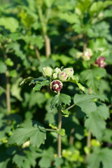 Rose Of Sharon Duc de Brabant