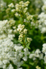 European bedstraw