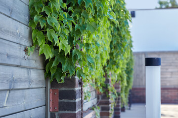 Adorable wooden fence with brick columns, braided with lush green leaves of wild grapes. Summer evening with cold tones. Soft selective focus, blur, copy space, background for text.