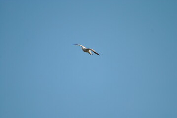 Чайка в полете.