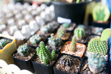 Cactus mini special prickly in mini potted plants.