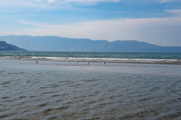Seagulls on the coast of Adriatic sea.