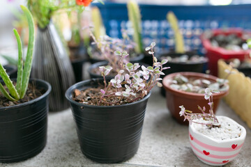 Cactus mini special prickly in mini potted plants.