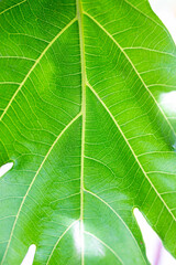 green leaf textured background