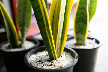 Decorative sansevieria plants in interior of room, Plants for purify the air.