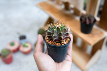 Close up of Gymnocalycium cactus in a pot.