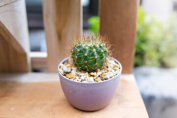 Cactus mini special prickly in mini potted plants.