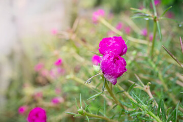moss rose, portulaca grandiflora, japanese rose, sun plant or purslane blooming on the flower garden with green leaves background.