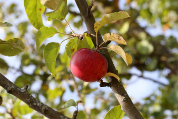 red apples ripen on tree branches in the garden