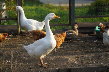 A white goose stands in a paddock with other farm birds in the background.