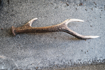 抜け落ちた立派なシカの角