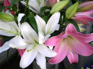 bouquet of white and pink lilies