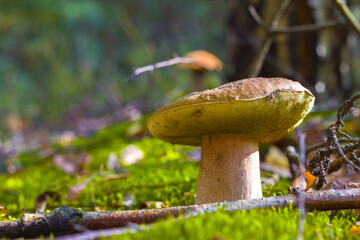 wide cep mushroom in nature