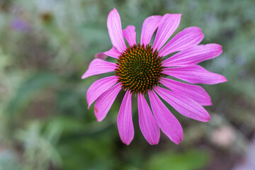 Fototapeta premium Blüte Echinacea