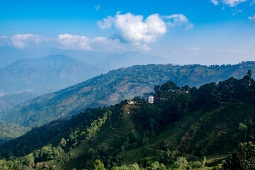 Fototapeta na wymiar Himalayan Tea Estates