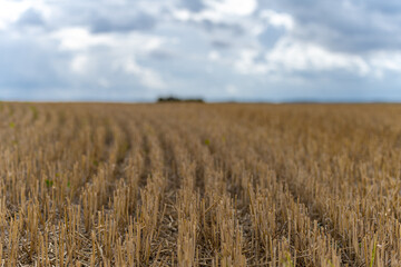 Stubble in a newly harvested wheat field. Shallow depth of field