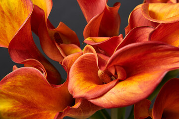 Bouquet of Red and Yellow Calla Lilies on dark background. Close-up photo. - obrazy, fototapety, plakaty
