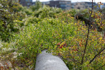Red rosehip and green bush in an urban environment. A green blurry background
