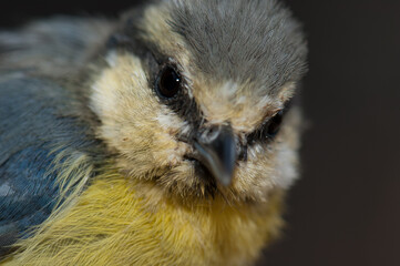 Juvenile African blue tit Cyanistes teneriffae hedwigii. The Nublo Rural Park. Tejeda. Gran Canaria. Canary Islands. Spain.