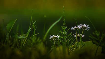 dandelion in the grass