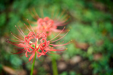 赤いヒガンバナ・大輪・アップ