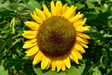 Sonnenblume