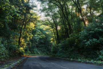 Autumn scenery of rural road in the deciduous forest on a foggy morning.