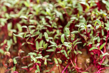 Radish microgreens