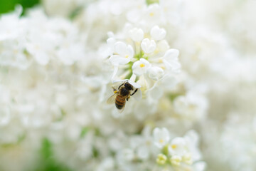 Honeybee and white lilac flowers