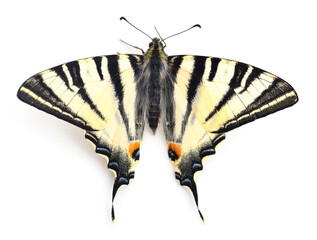 Obraz premium Swallowtail (Papilio machaon) isolated.
