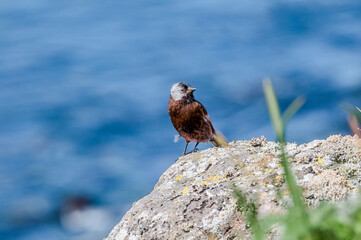 Grey-crowned Rosy-Finch (Leucosticte tephrocotis maxima) St. George Island, Pribilof Islands, Alaska, USA
