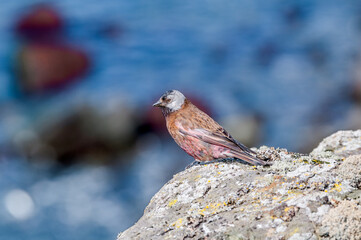 Grey-crowned Rosy-Finch (Leucosticte tephrocotis maxima) St. George Island, Pribilof Islands, Alaska, USA