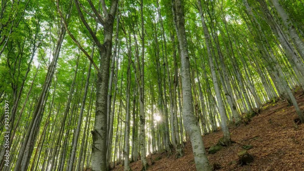 Aufkleber Beech forest on the mountainside. Camera moves along gray tree trunks through which rays of the setting sun break through. Hiking in the forest and mountains. HDR shot