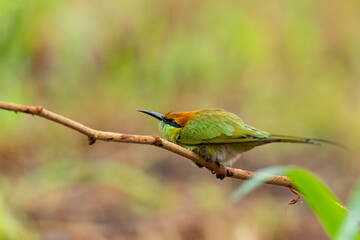 Green Bee-Eater eagerly staring and finding flying insect