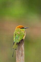 Green Bee-Eater perching on bamboo stump looking into a distance