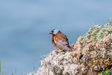 Grey-crowned Rosy-Finch (Leucosticte tephrocotis maxima) St. George Island, Pribilof Islands, Alaska, USA
