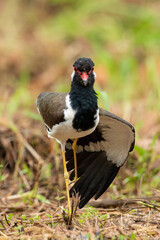 Red-Wattled Lapwing stretch its left wing while looking at the camera