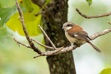 Burmese Shrike perching on a tree branch looking into a distance