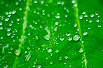 Water droplets on green leaves after the rain.