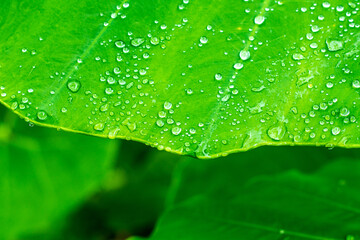 Water droplets on green leaves after the rain.