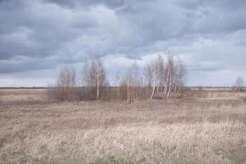 Small birch grove among yellow autumn grasses. Dramatic evening sky above the ground. Bright autumn landscape. Attractive nature.