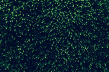 Dark Green wall made from natural trees