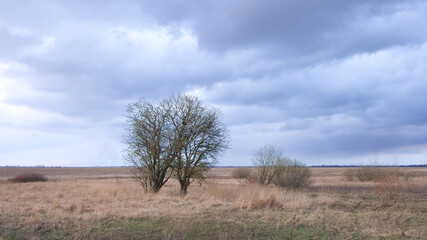 Small trees among dried herbs in the field in the evening. Beautiful cloudy sky over an autumn field. Autumn landscape.