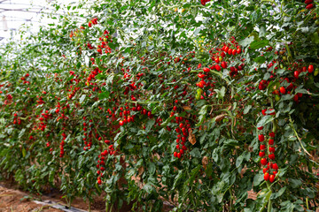 Ripe red cherry tomatoes grow on branches in farm greenhouse