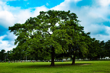 trees in the park
