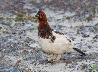 Willow Ptarmigan (Lagopus lagopus) male in Barents Sea coastal area, Russia