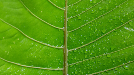 Water droplets on green leaves after the rain.