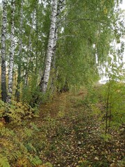 footpath in the forest