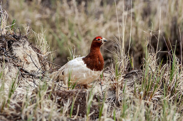 Willow Ptarmigan (Lagopus lagopus) male in Barents Sea coastal area, Russia